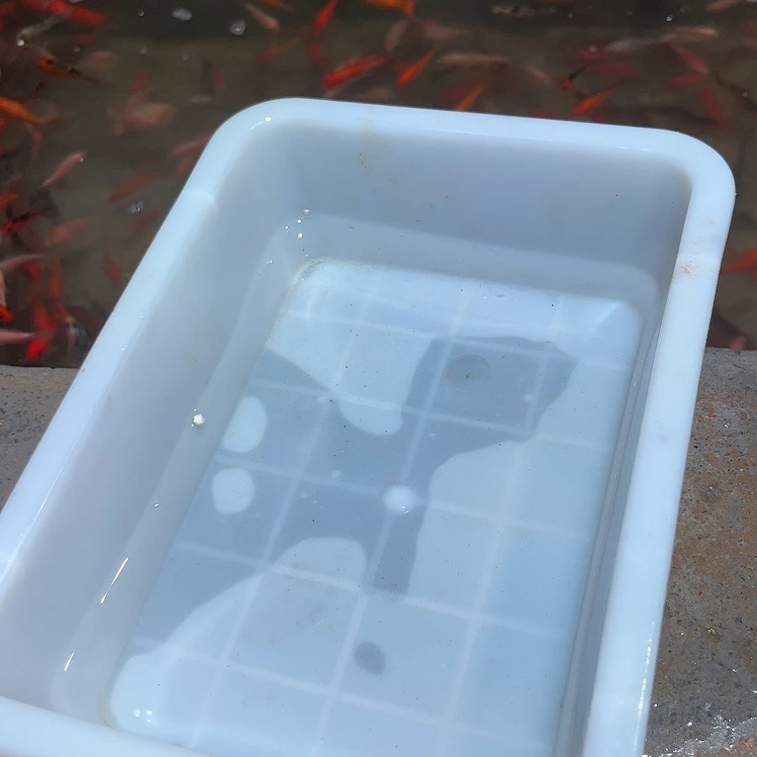 海水鱼锦鲤鱼苗批发链接