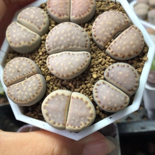 0390，大饼干如图特价