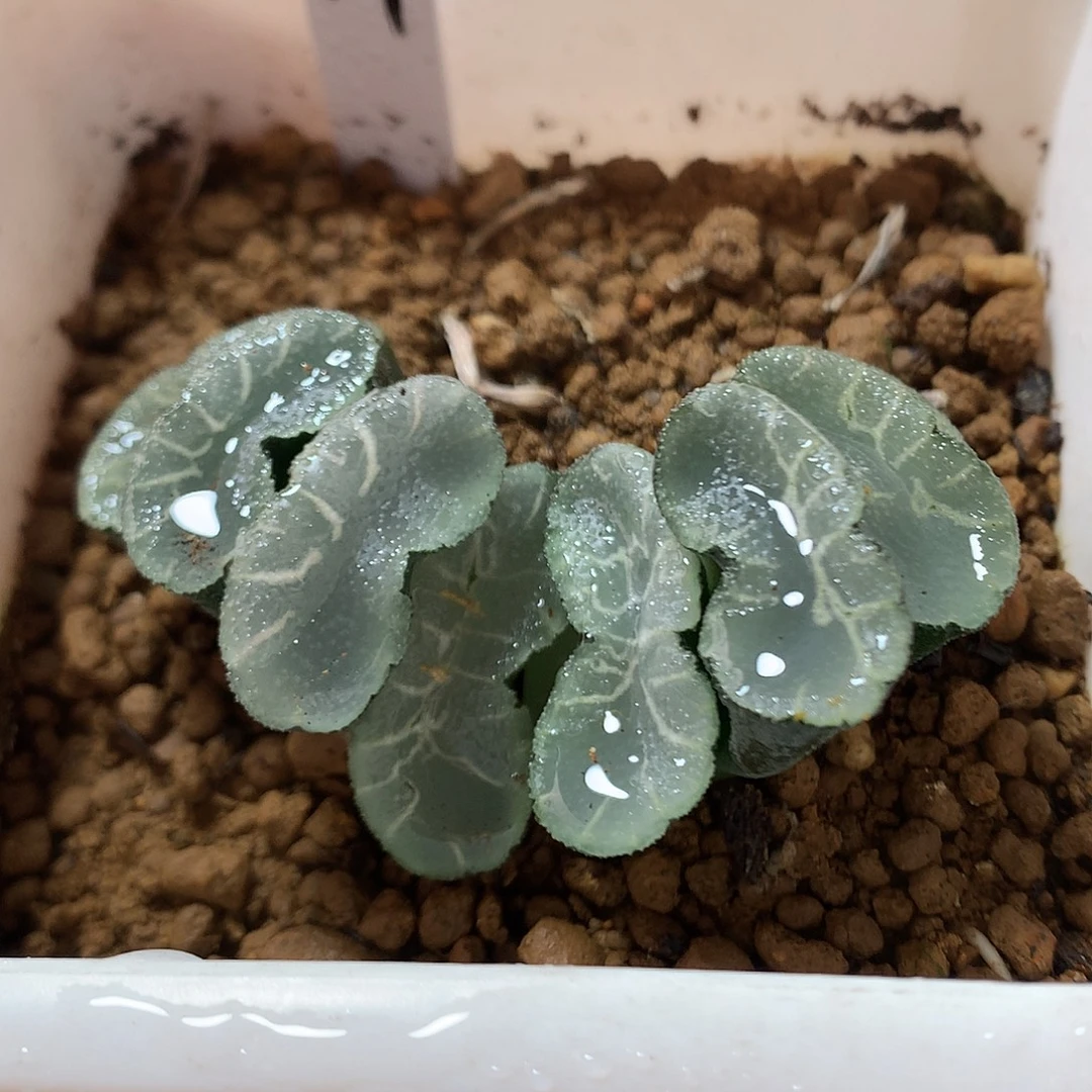 84号实生玉扇带盆土