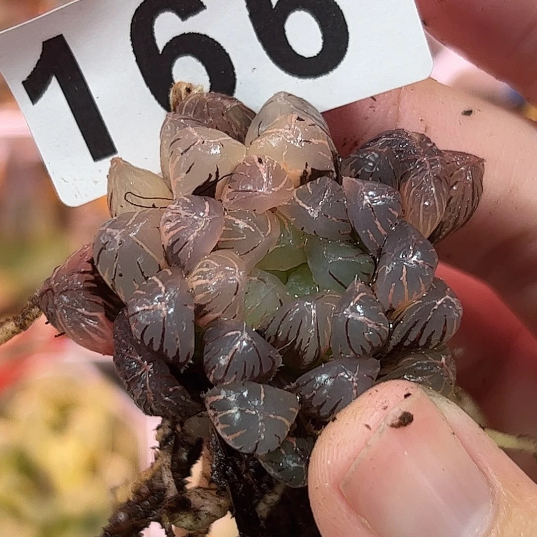 红红火火恍恍惚惚