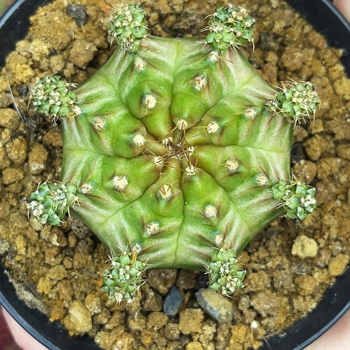 大轮回 一物一拍