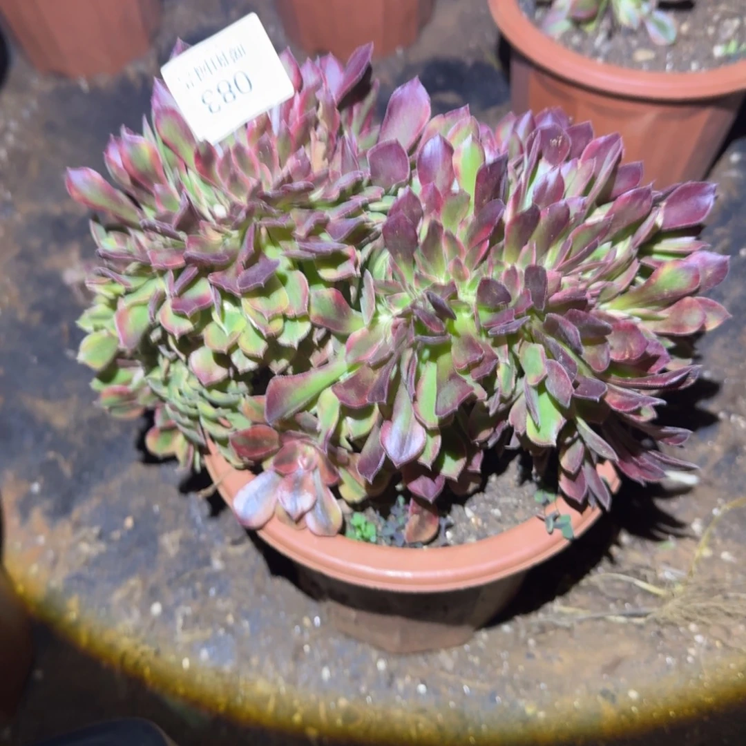 83洛神缀化多肉植物满28包邮