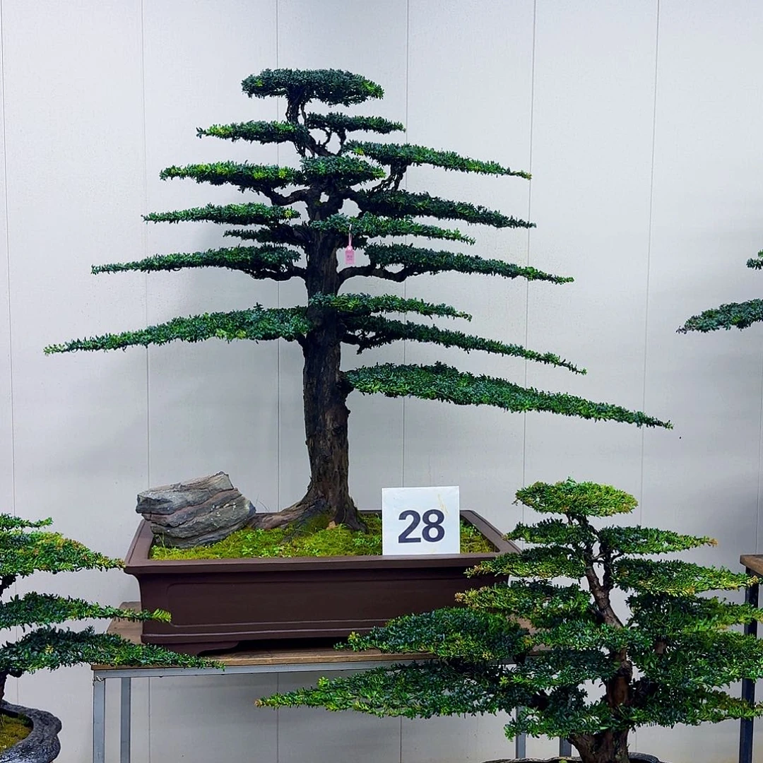 无花朵珍珠红芽罗汉松造型盆景 28 号