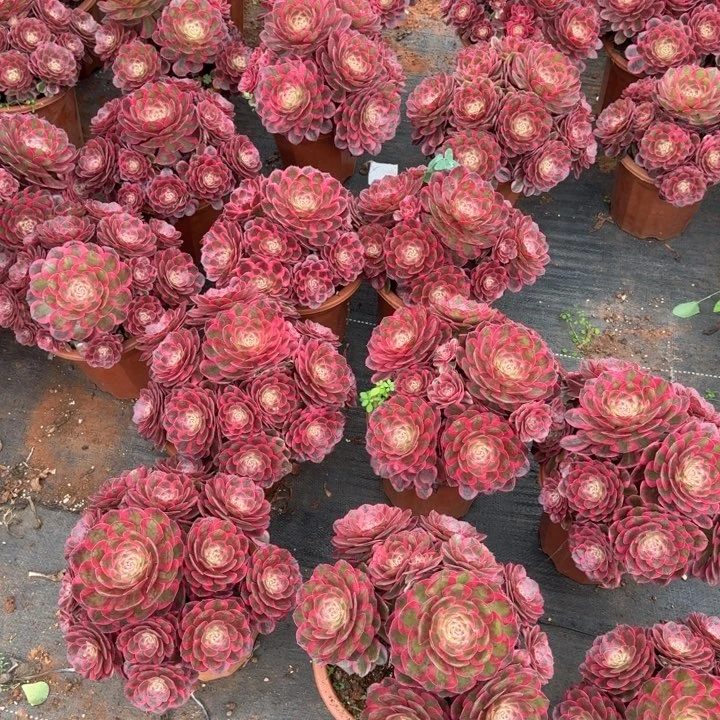 云荷大群生啊啊啊啊