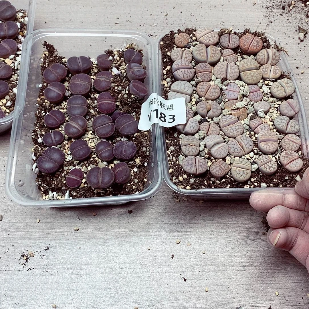 喜****183呃呃呃呃呃呃呃呃呃呃呃呃呃