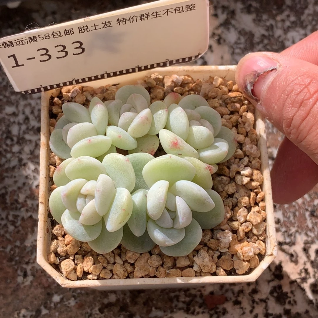 丸叶奶油冰玉58包邮不包整