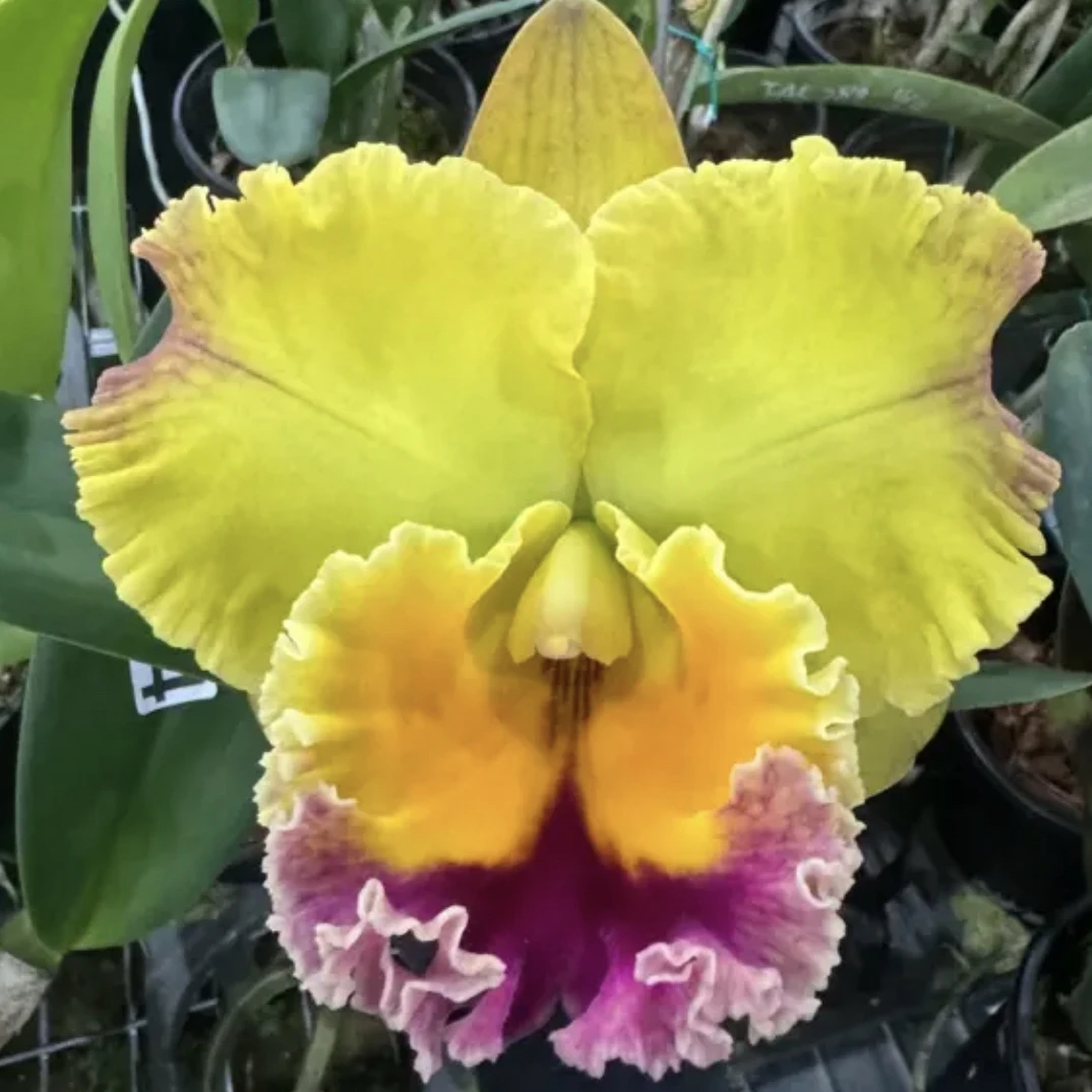 岸芷汀兰｜卡特兰泰国4号可观赏植物洋兰