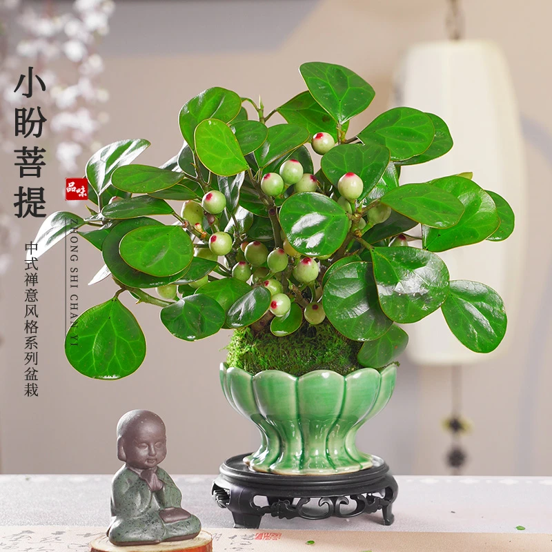 小盼菩提盆栽一叶一菩提室内桌面茶几植物办公室绿植