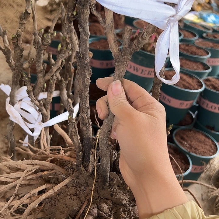 靓***虎完全开放芳纪大颗