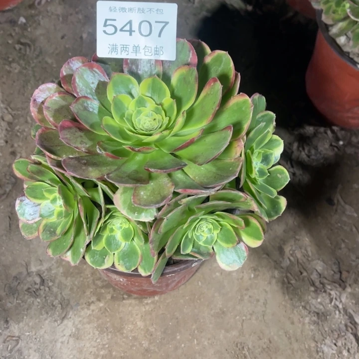 5407奶白的的的发肉