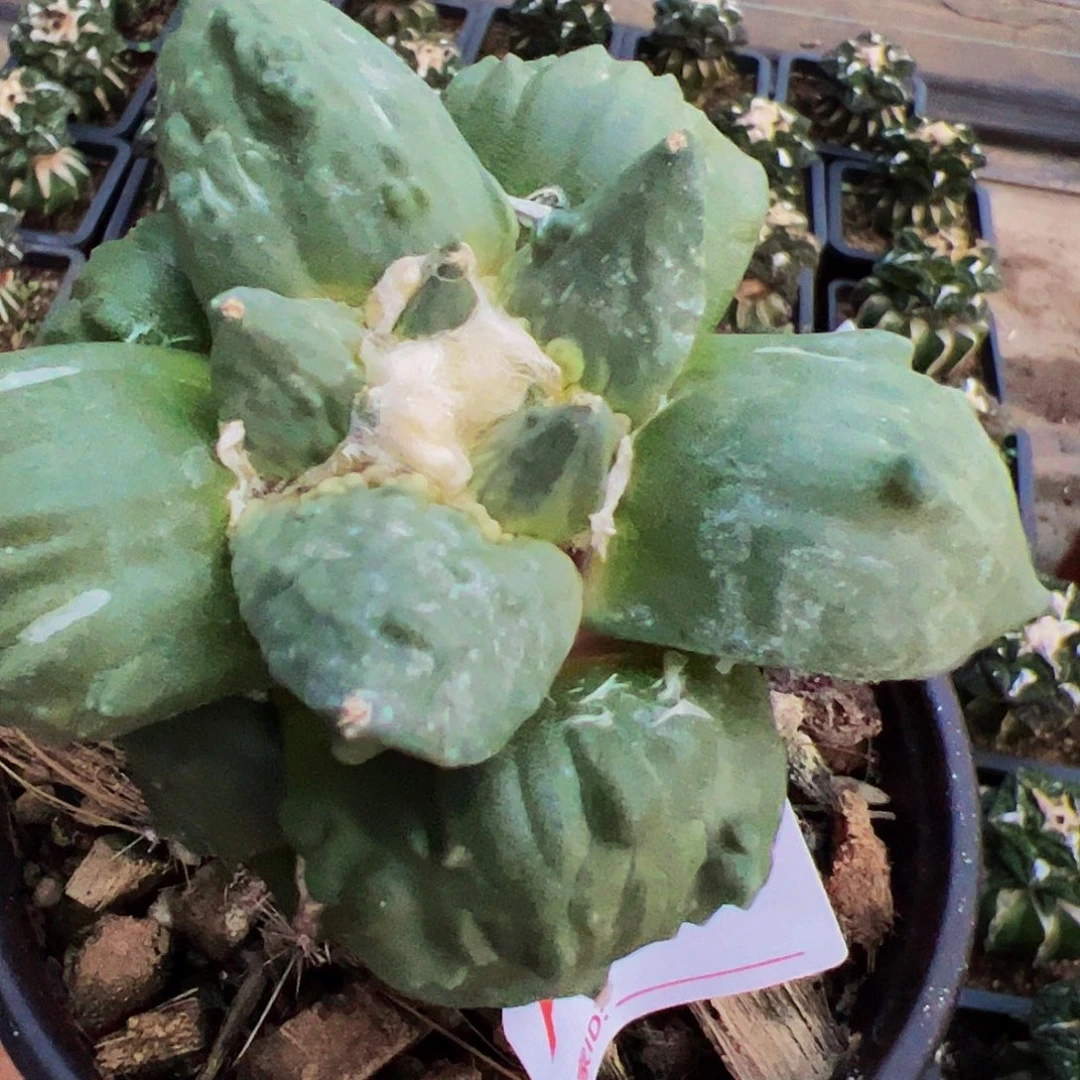 用****8怒涛牡丹仙人球328