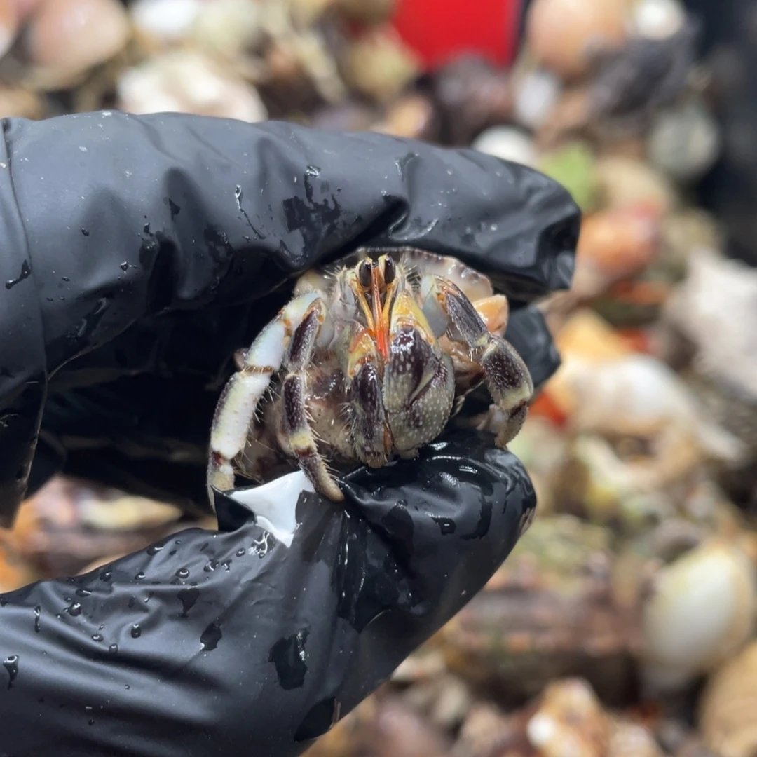 不退不换谢谢支持32