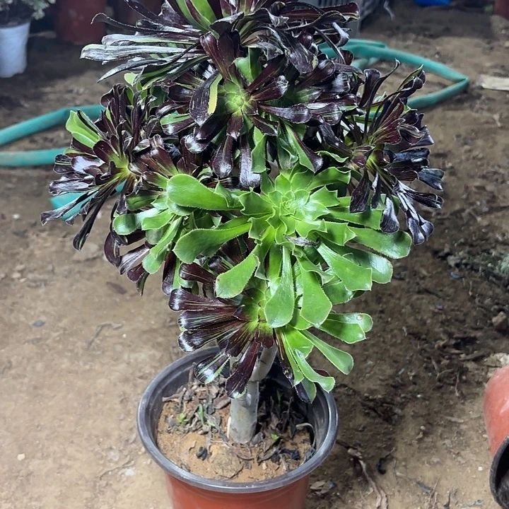 多肉植物水墨丹青10