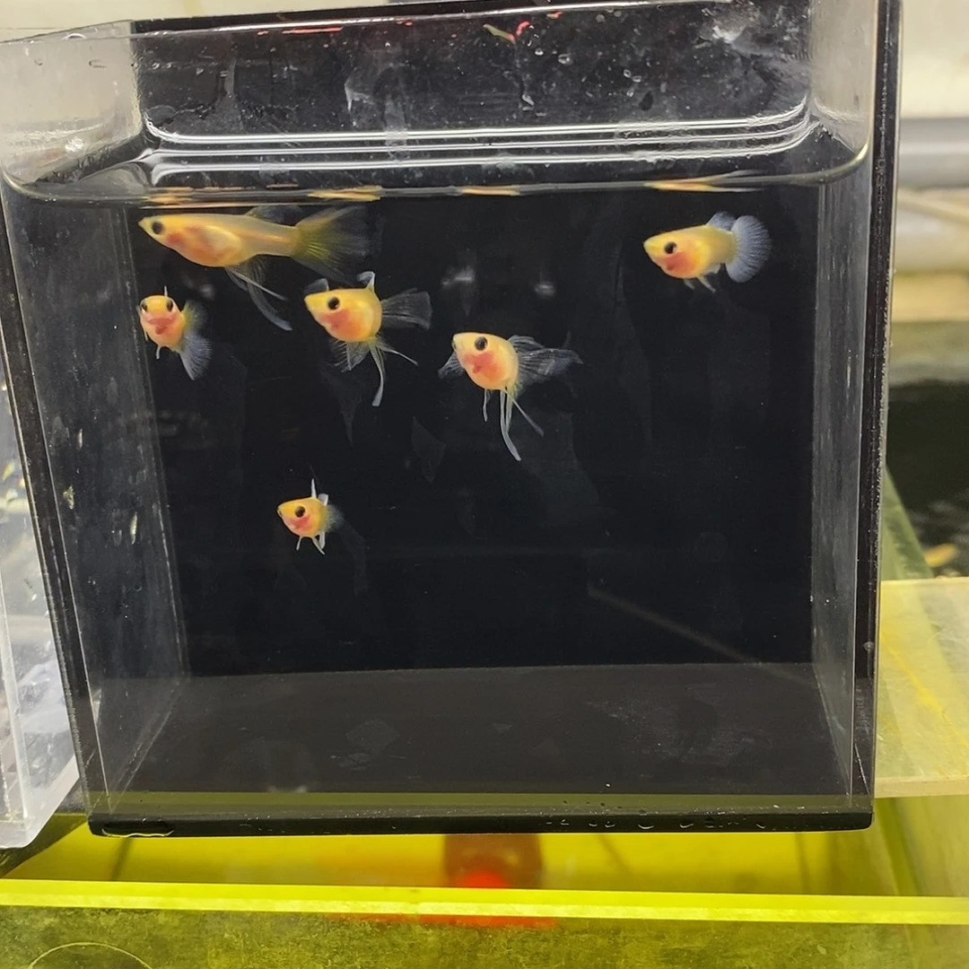 孔雀鱼黄肉蓝礼服玻璃猫大c福利3对