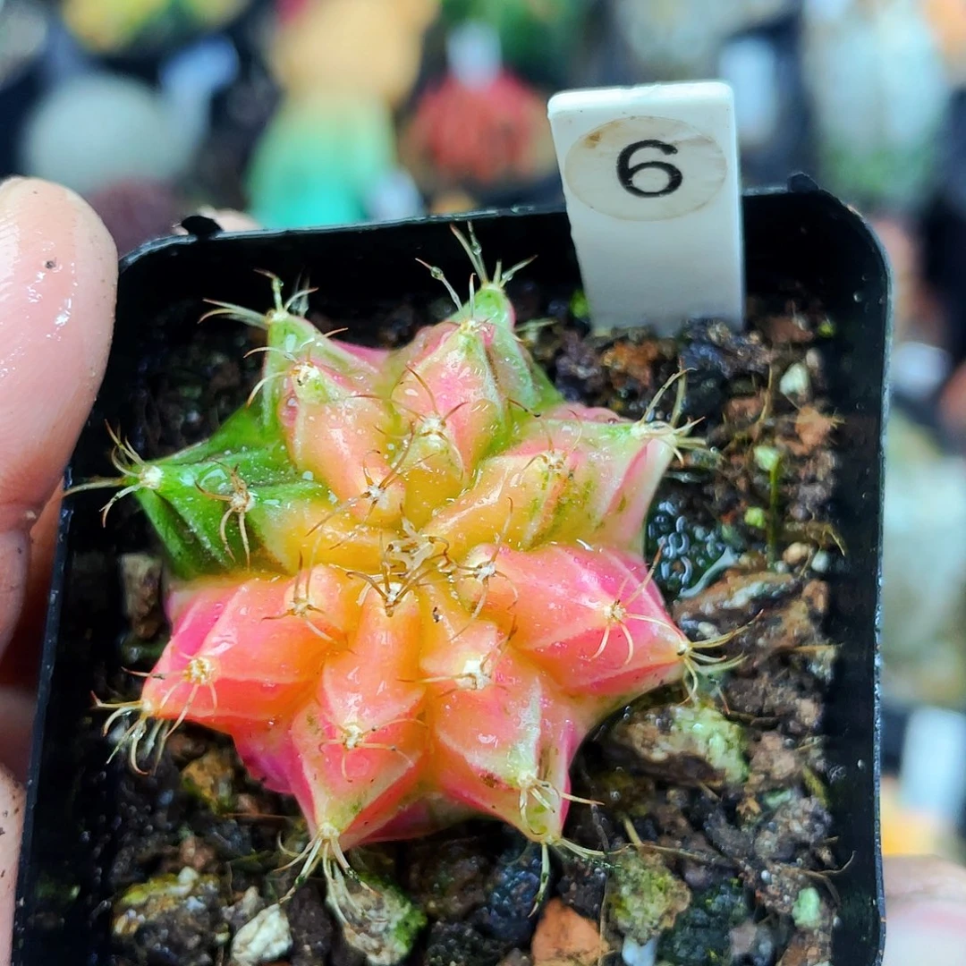 非偏远地区满25包邮仙人球