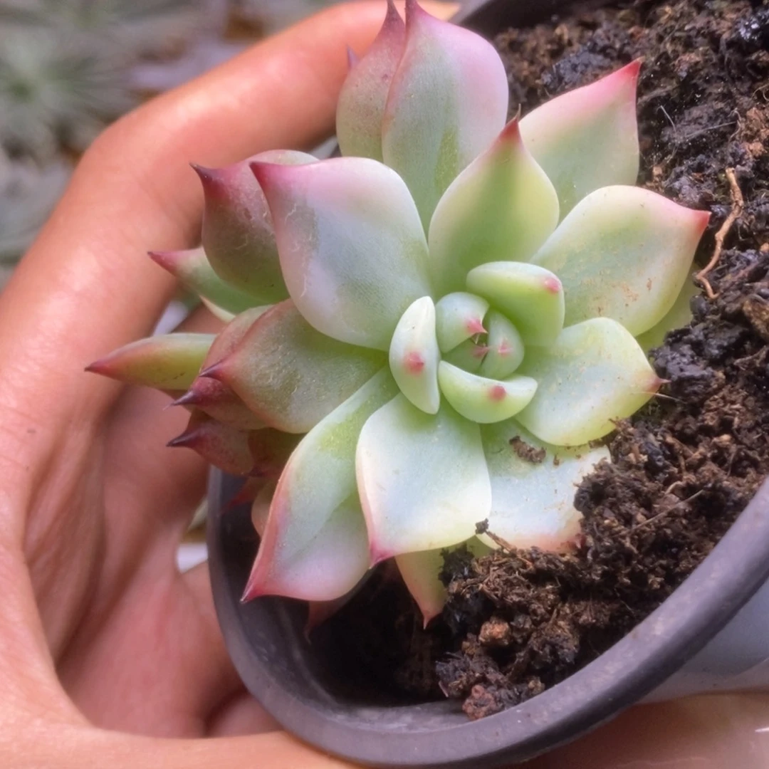 097啦啦啦啦啦啦啦啦啦