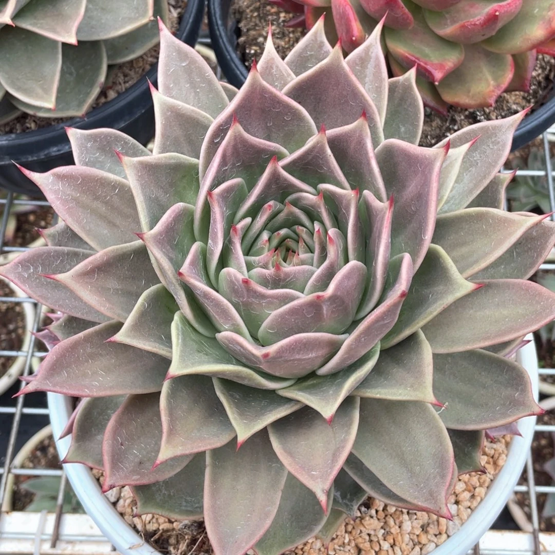 多肉植物多肉植物1810