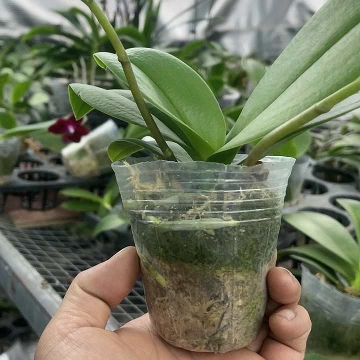 当前无花栽培后可以开花欧洲小蓝