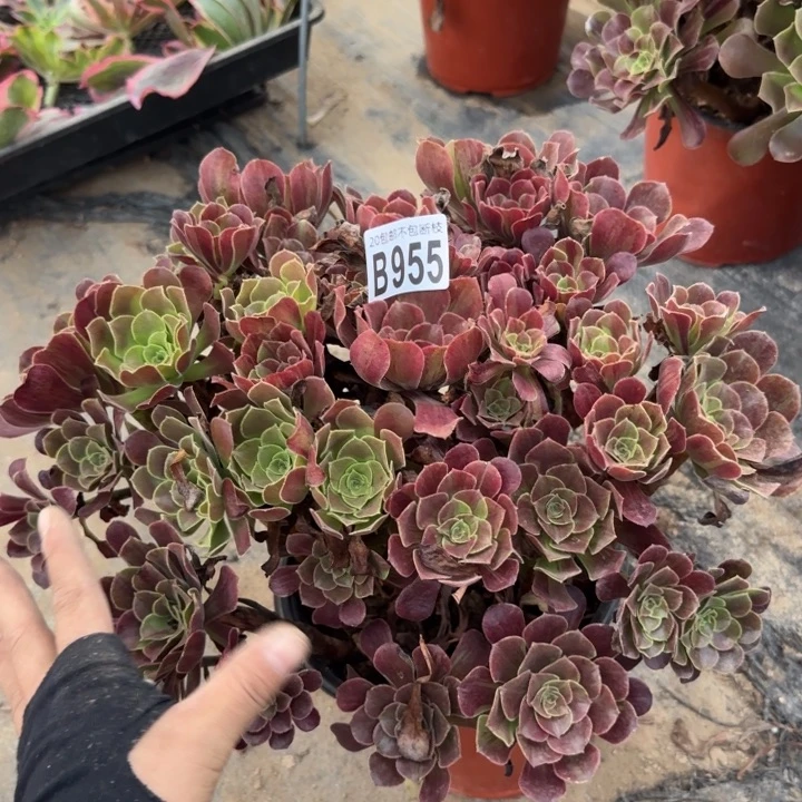 欧诺拉……多肉植物……