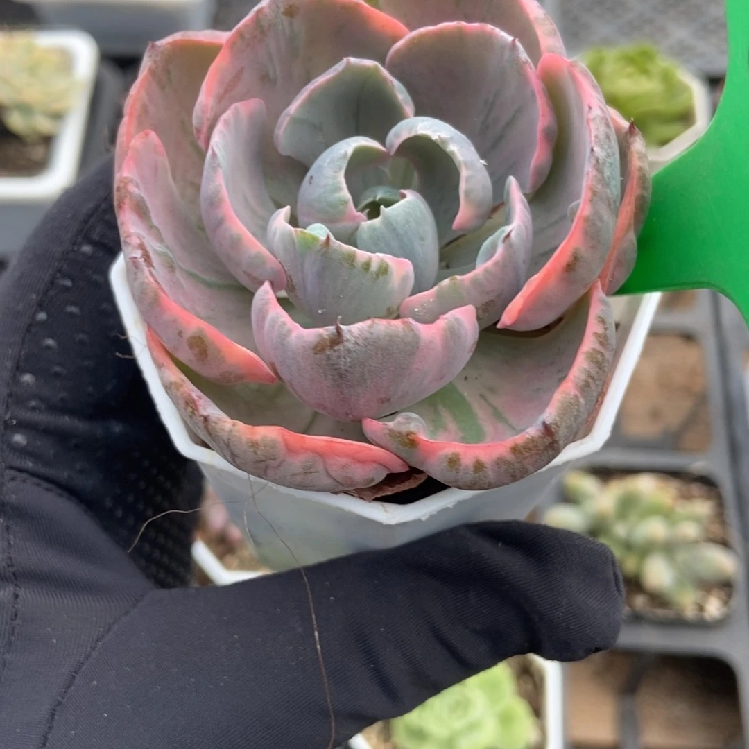654雨滴锦多肉植物保护