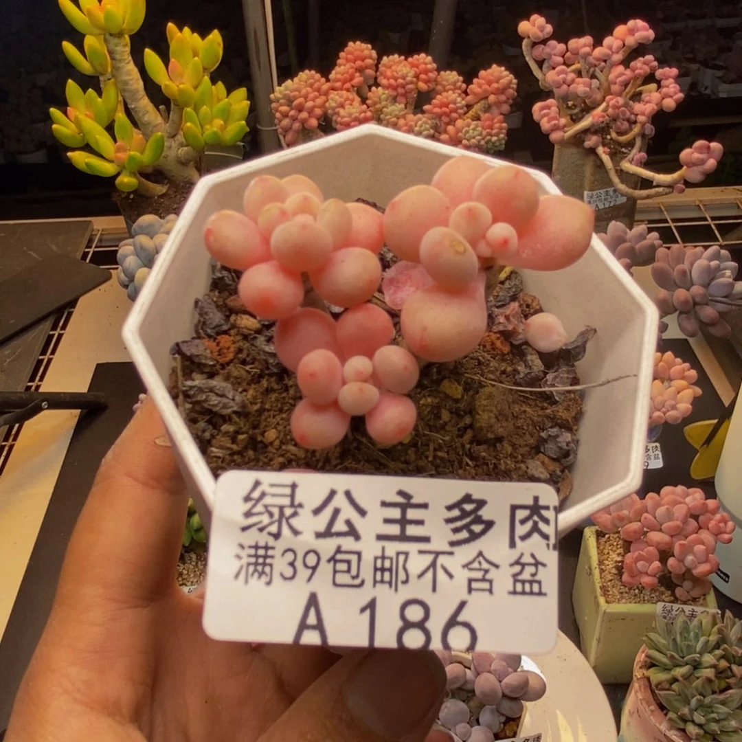 186鱼子酱多肉4cm