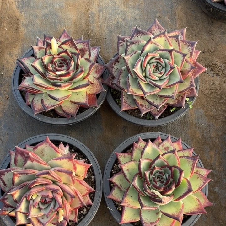 一组乌木。      多肉