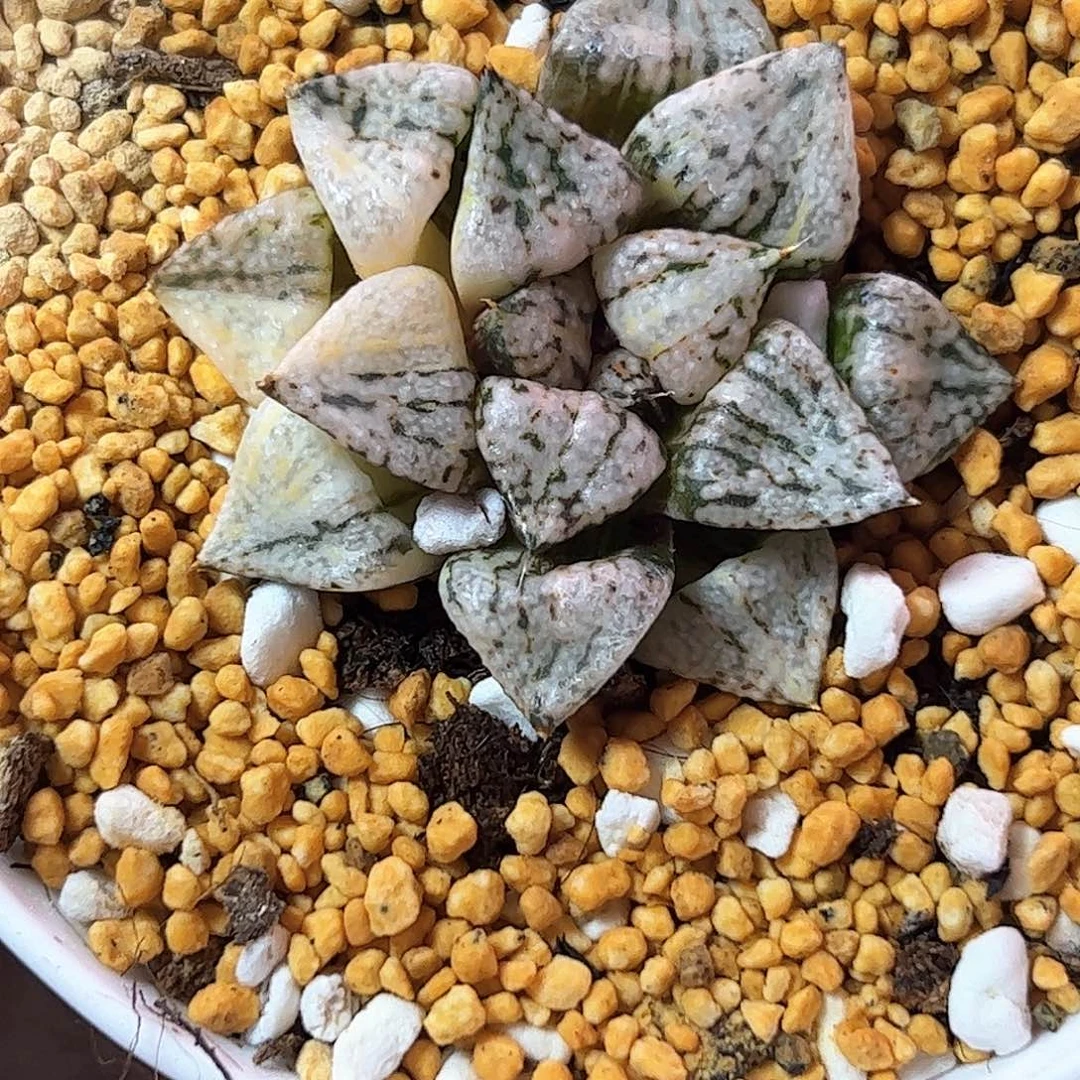 *****潘多拉魔盒锦十二卷