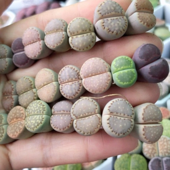 6467，21棵彩色饼干1.3-1.5厘米如图