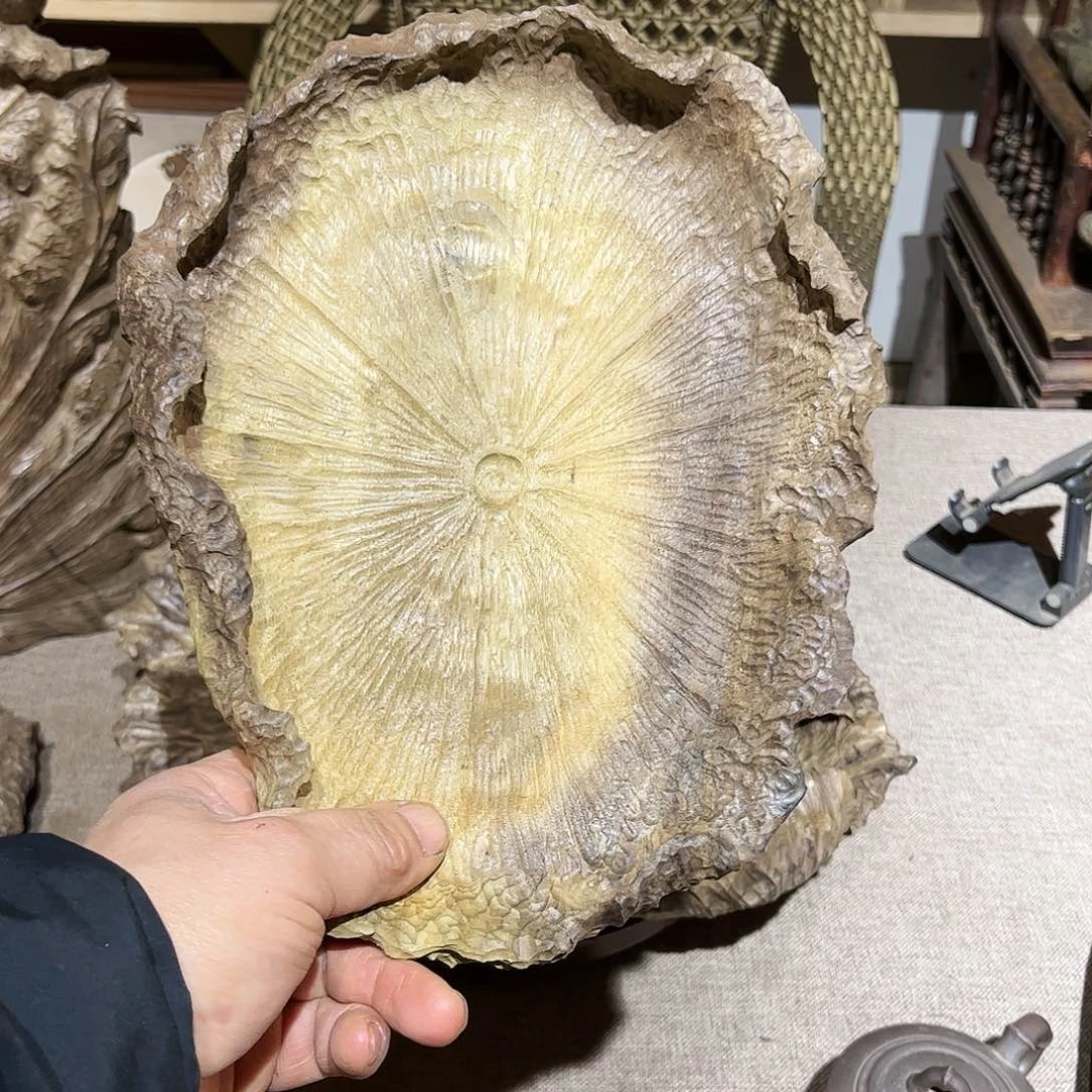 木冬小叶金丝楠木