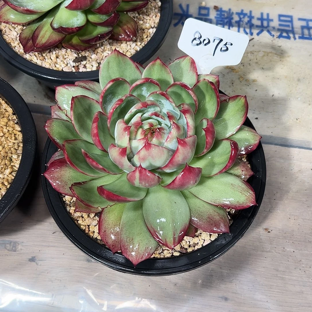 用***8惊鸿仙子一物一拍8075号