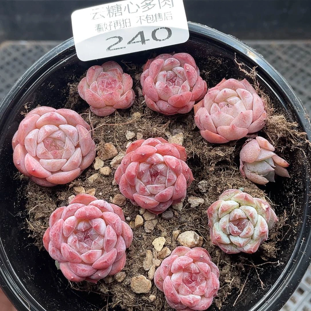 云糖心多肉植物240