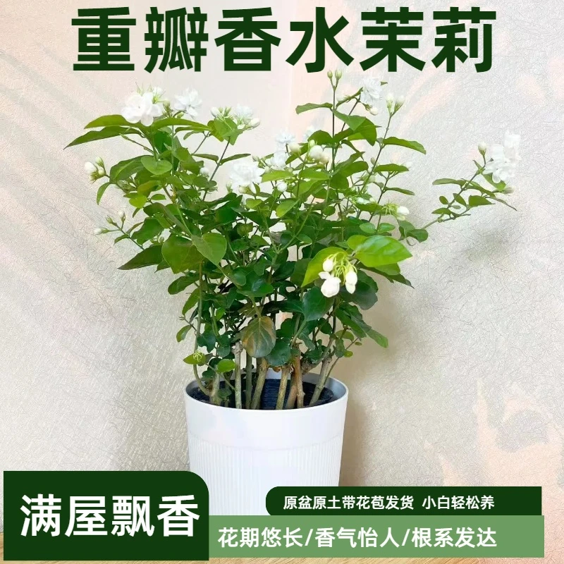 带花苞横州重瓣香水茉莉花盆栽阳台绿植喜阳喜水花卉四季开花浓香