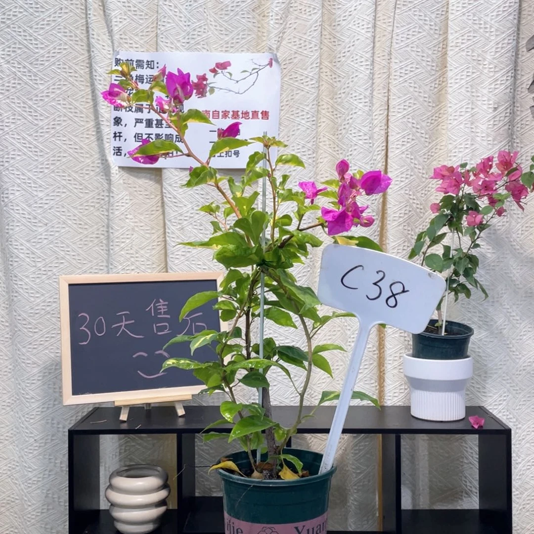 飞****大量花朵（建议范围：8朵-15朵 或40%以上）金心双色C38