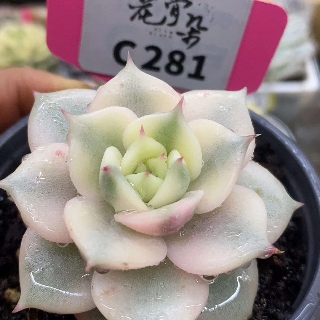 281贝加尔湖哈哈哈哈