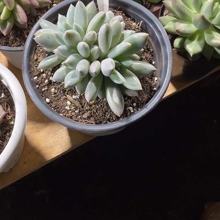 L***Y00000000000000000739