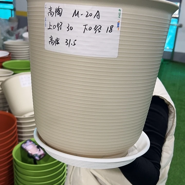 正品高陶口30高31米色带托3只