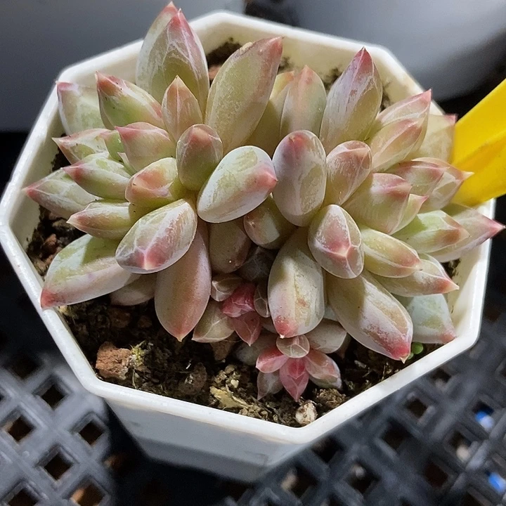 多肉植物伊丽莎白群550