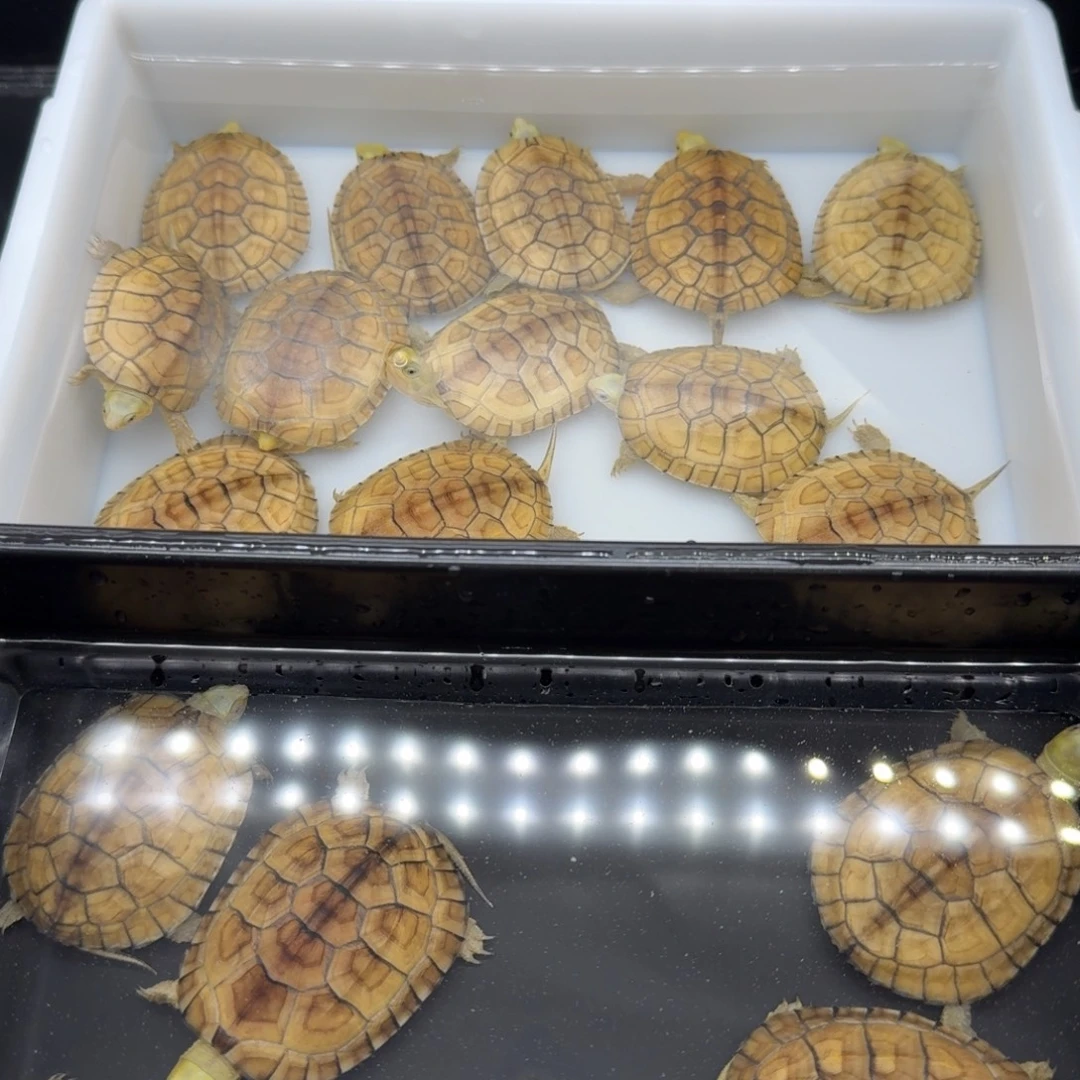 胸***石中华草龟母乌龟乌龟乌龟