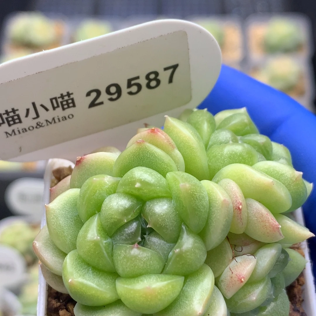 多肉植物杂交珍妮