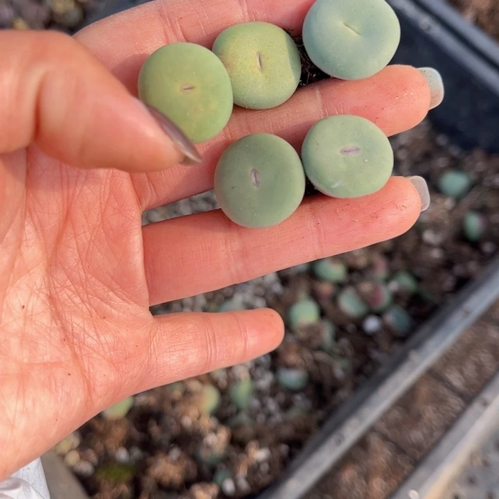 五颗小红嘴88888888888