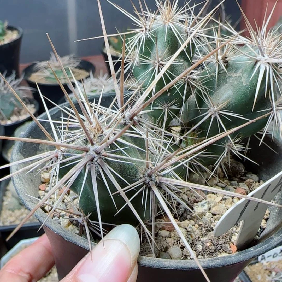 自根强刺舞者团扇多肉