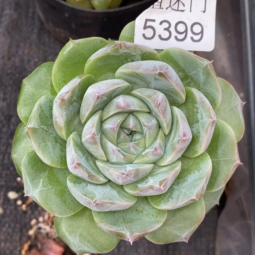 杂交精品多肉5399~8厘米