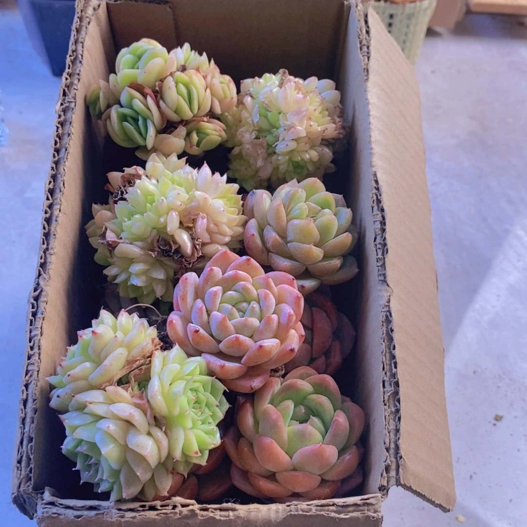 量拍。 保底20颗。  01。 大一点儿
