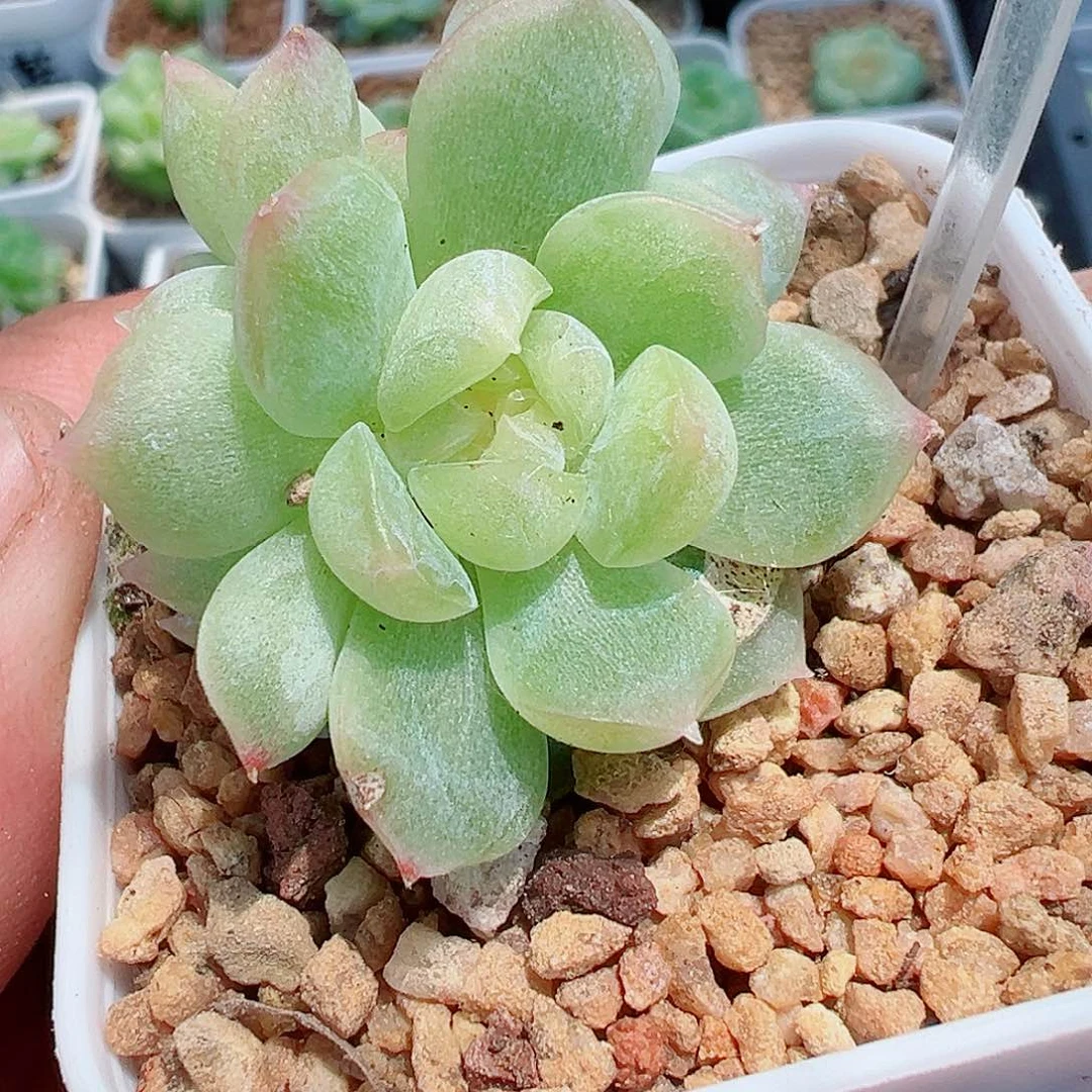 868哈哈哈哈哈哈哈哈我