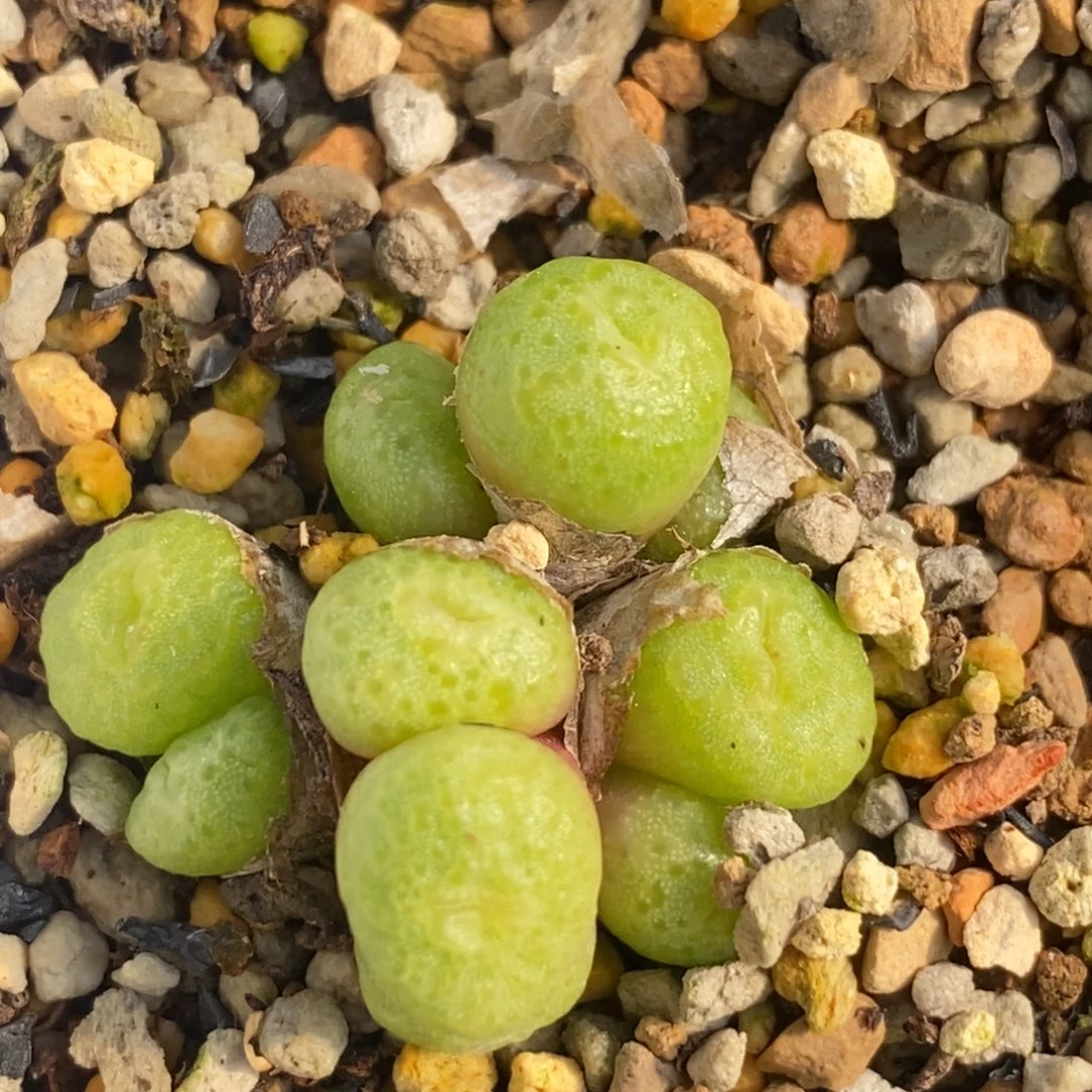 群生青团子一颗好看好看