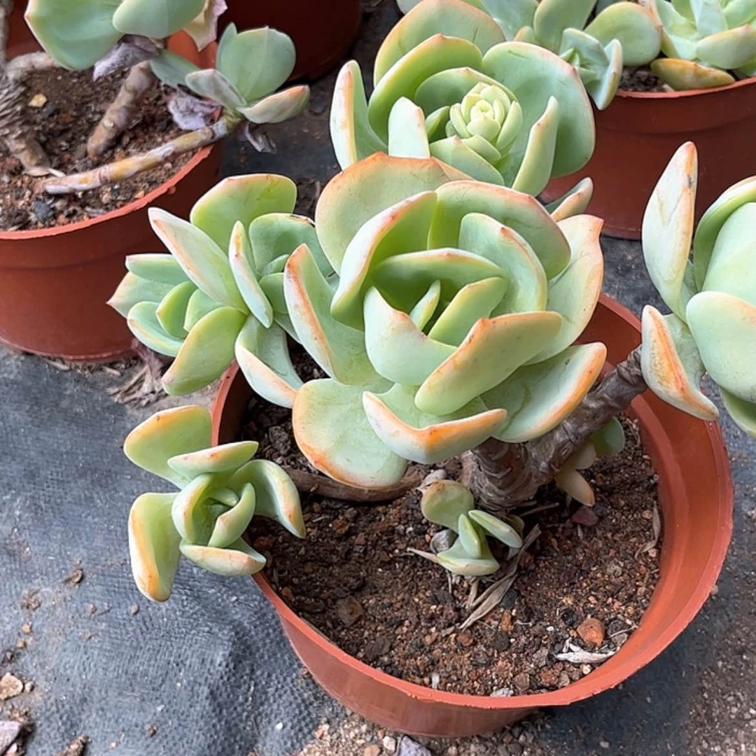 【闪购商品】无花朵岁*