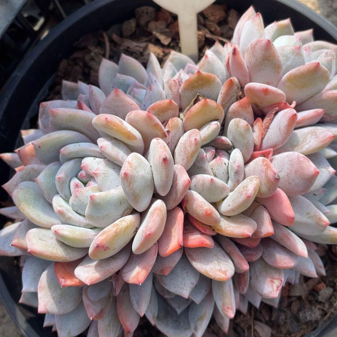 柚****星影多头群生08号