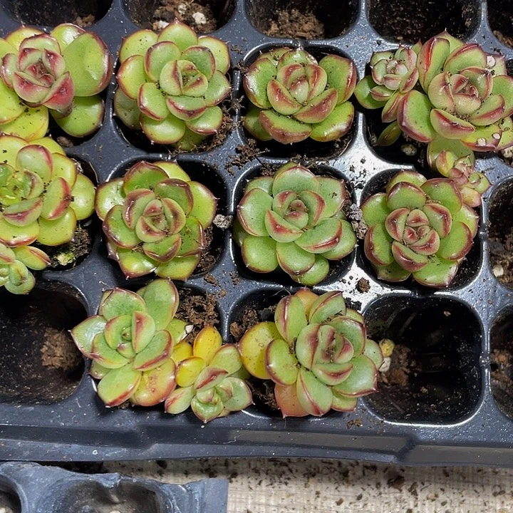 小万宝龙1.5带土发货