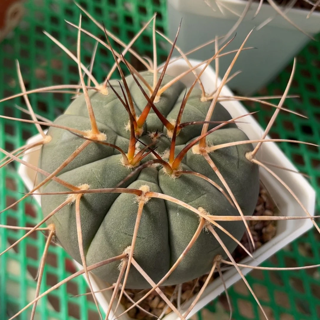 鹿角柱实生仙人球光琳