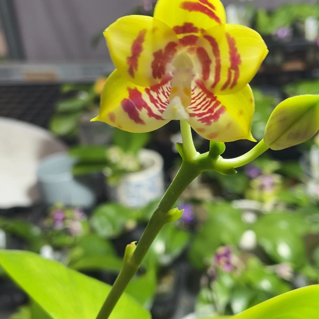 完全开放55叶瑕花期不保